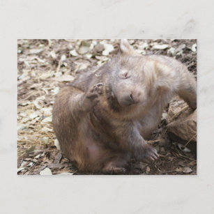 Wombat Scratch Postkarte