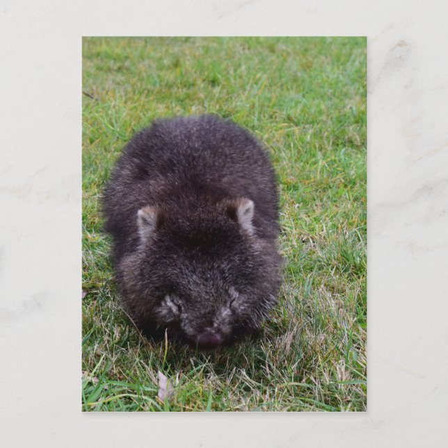 WOMBAT TASMANIA AUSTRALIEN POSTKARTE (Vorderseite)