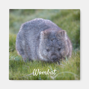 Wombat Tasmania Australien, Süße Tier Foto Magnet