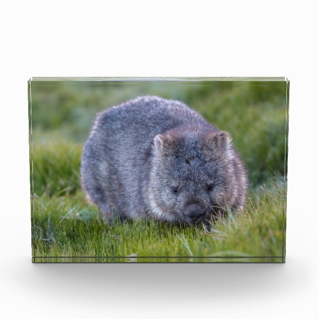 Wombat, Tasmanien, Australien Fotoblock (Vorderseite)