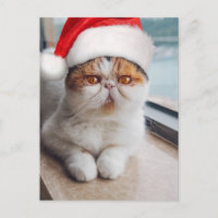 Wonderful persian cat with Santa Claus hat