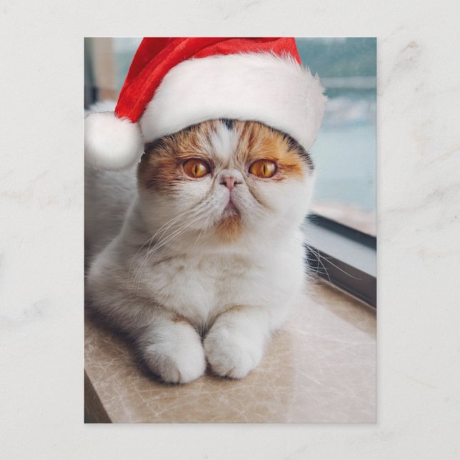 Wonderful persian cat with Santa Claus hat Postkarte (Vorderseite)