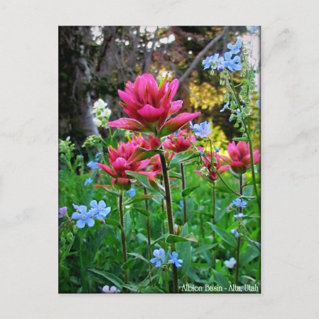Wondrous-Wildblumen (5) Postkarte (Vorderseite)