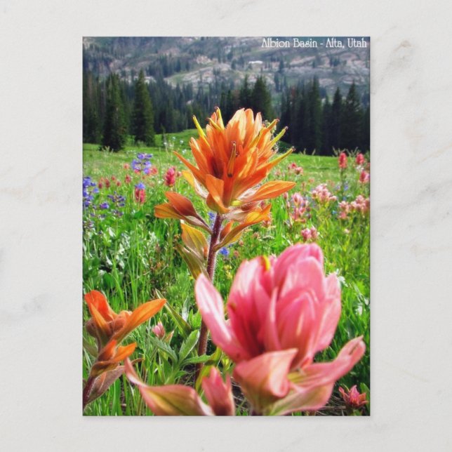 Wondrous-Wildblumen (6) Postkarte (Vorderseite)