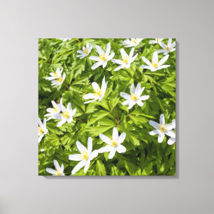 Wood Anemone Leinwanddruck