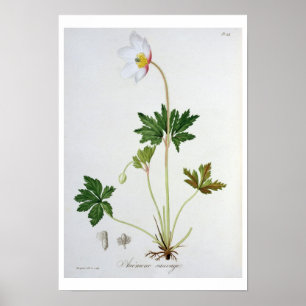 Wood Anemone von "Phytographie Medicale" von Josep Poster