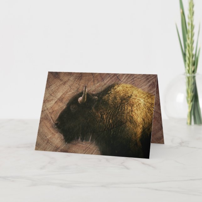 Wood Bison Buffalo (Vorderseite)