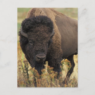 Wood Bison Postcard Postkarte