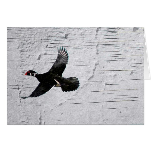 Wood Duck (Vorderseite (Horizontal))