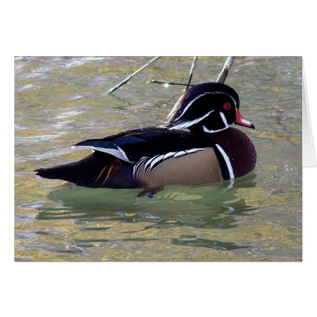 Wood Duck (Vorderseite (Horizontal))