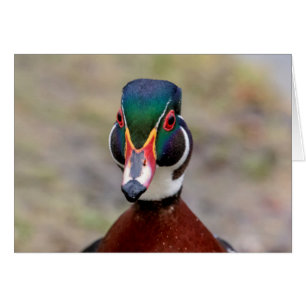 Wood Duck