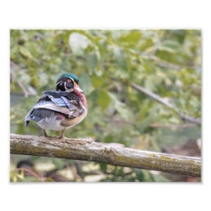 Wood Duck auf Log Foto drucken