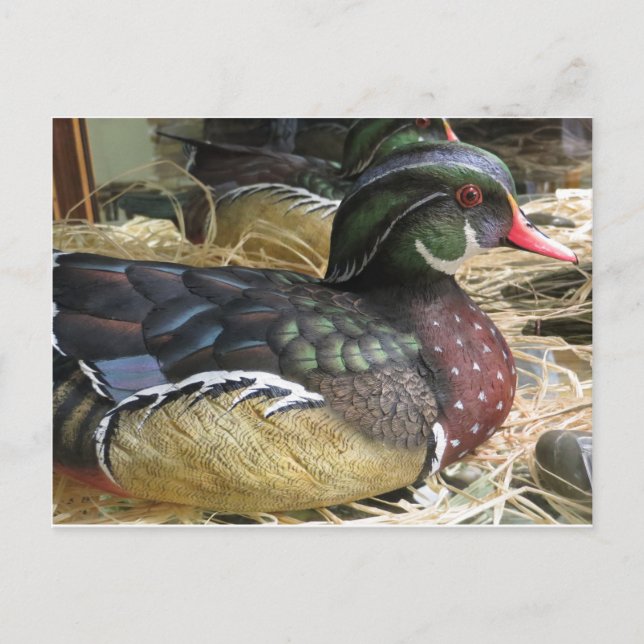 Wood Duck Carving Postkarte (Vorderseite)