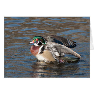 Wood Duck Drake