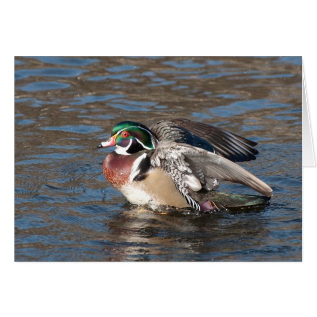 Wood Duck Drake (Vorderseite (Horizontal))