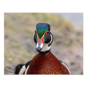 Wood Duck Fotodruck