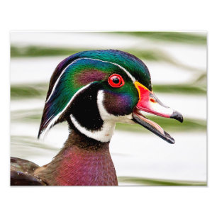 Wood Duck Fotodruck