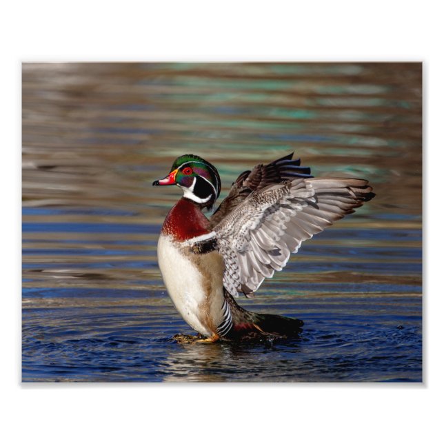 Wood Duck Fotodruck (Vorne)