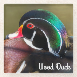 Wood Duck Glasuntersetzer