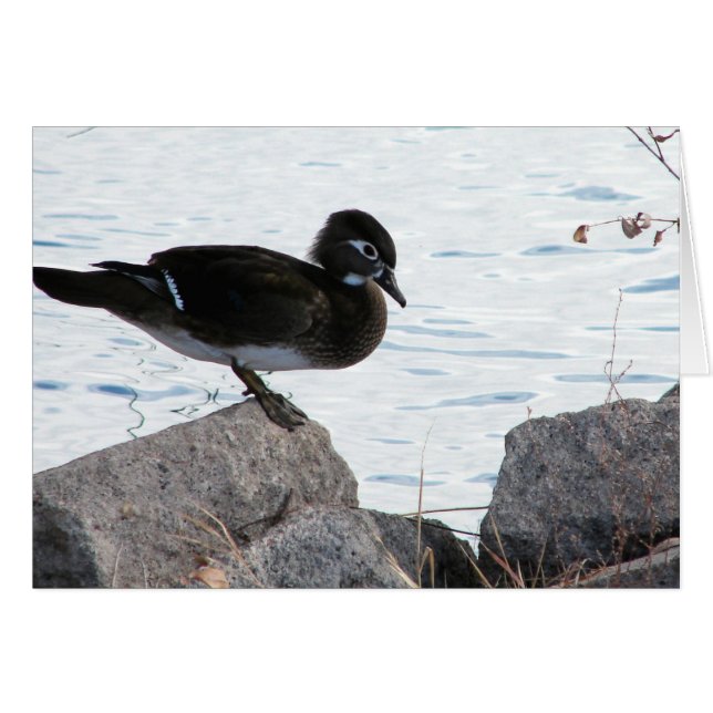 Wood Duck Hen (Vorderseite (Horizontal))
