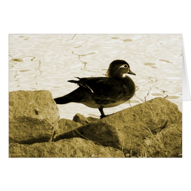 Wood Duck Hen (Vorderseite (Horizontal))