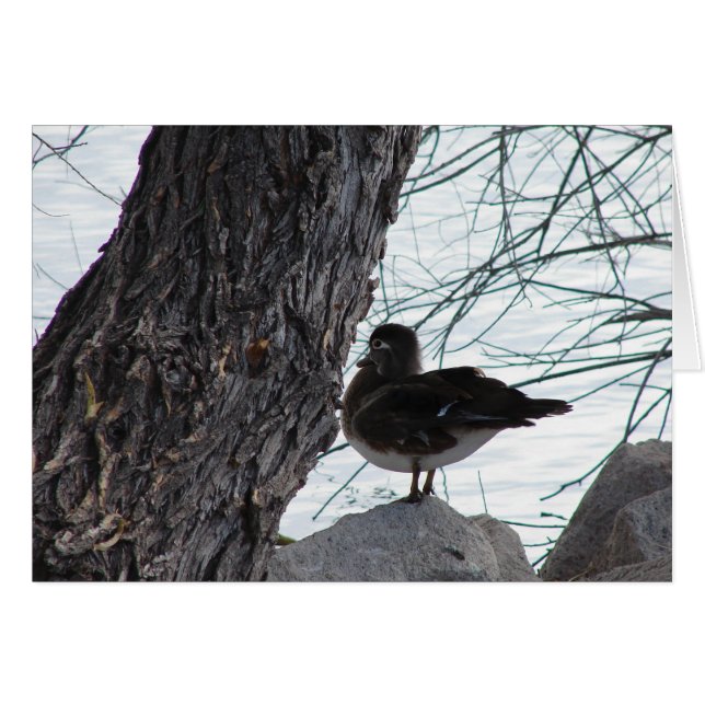 Wood Duck Hen (Vorderseite (Horizontal))