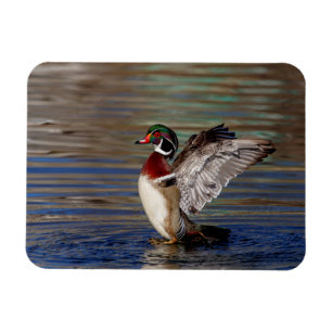 Wood Duck Magnet