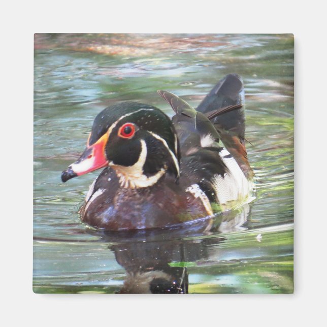Wood Duck Magnet (Vorne)