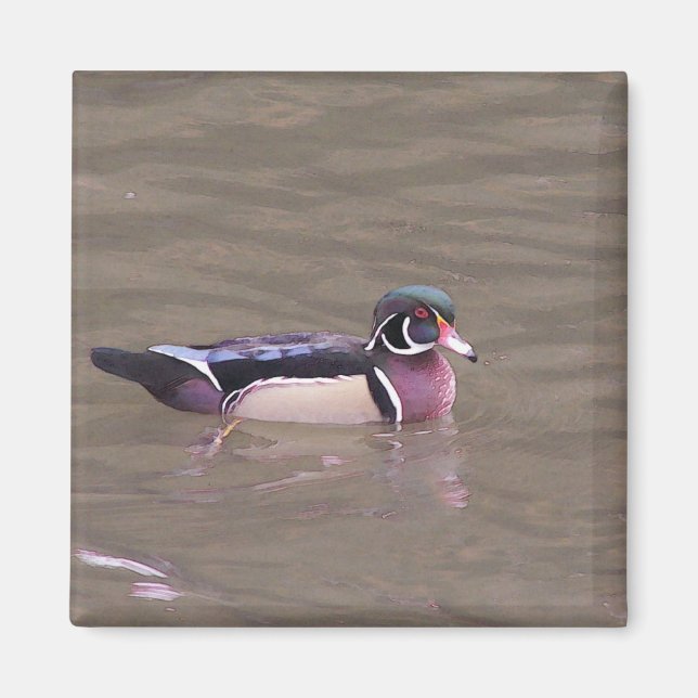 Wood Duck Magnet (Vorne)