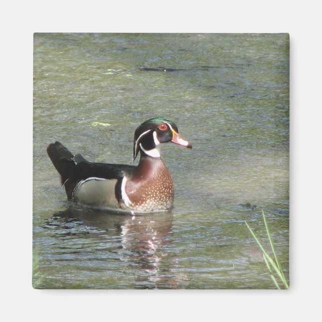 Wood Duck Magnet (Vorne)