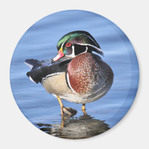 Wood Duck Magnet