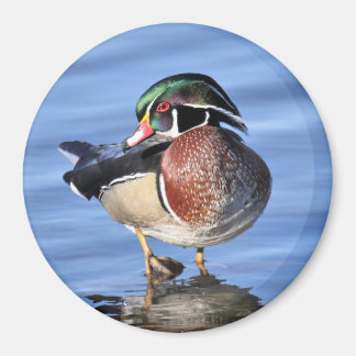 Wood Duck Magnet