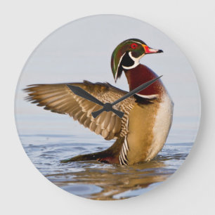 Wood Duck male flapping wings in wetland Große Wanduhr