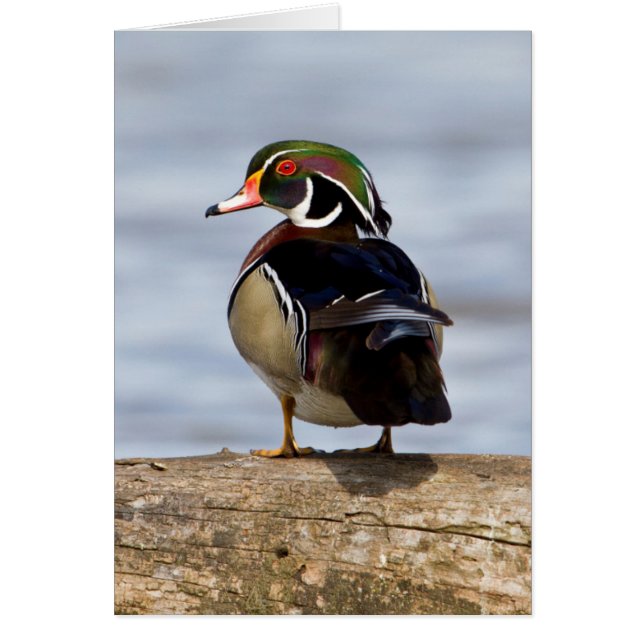 Wood Duck Male on log in wetland (Vorne)
