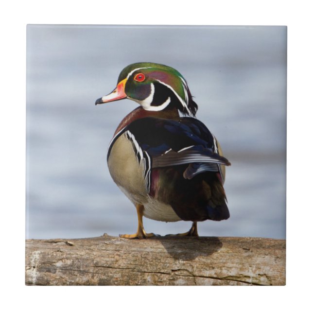 Wood Duck Male on log in wetland Fliese (Vorderseite)