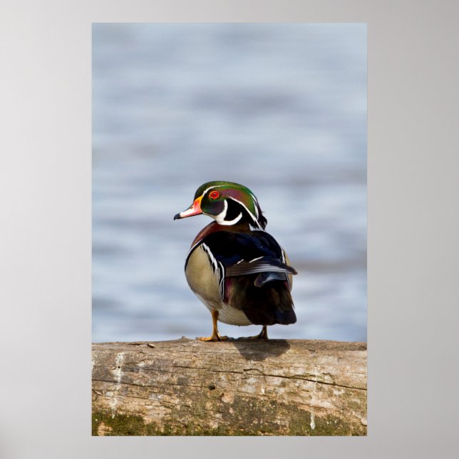 Wood Duck Male on log in wetland Poster (Vorne)