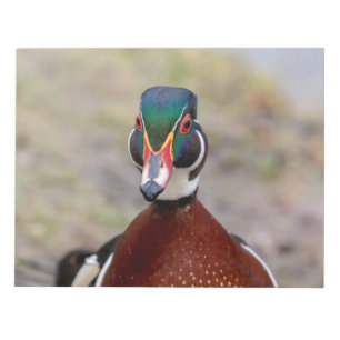 Wood Duck Notizblock