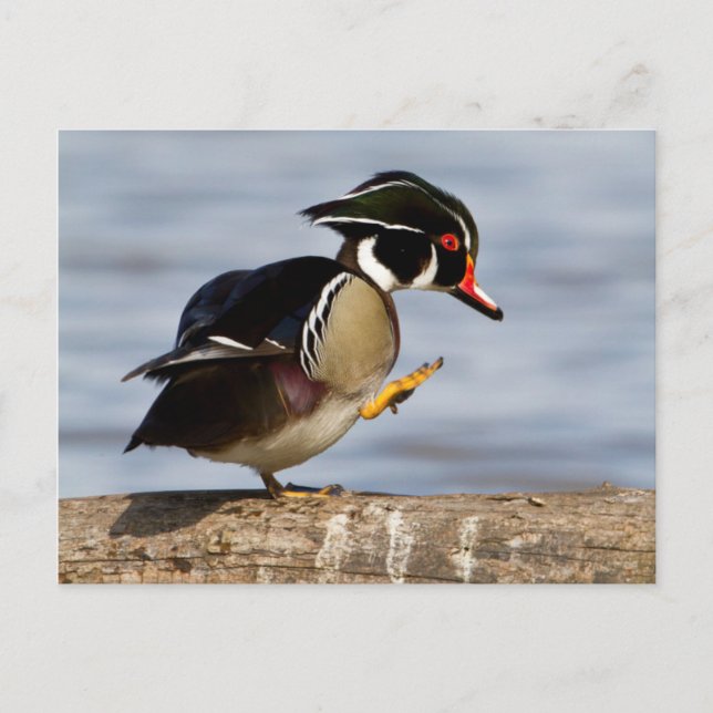 Wood Duck on log in wetland Postkarte (Vorderseite)