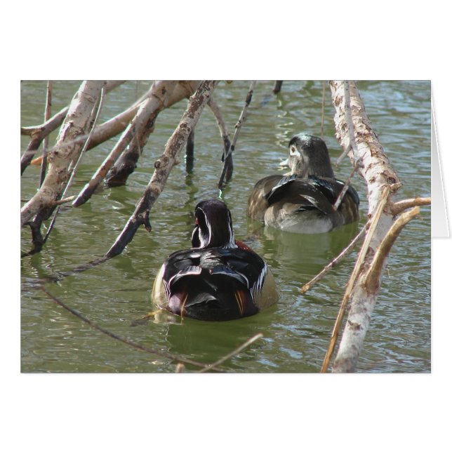 Wood Duck Pair (Vorderseite (Horizontal))