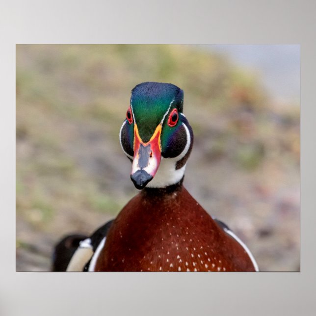 Wood Duck Poster (Vorne)