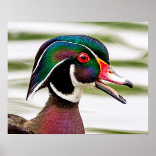 Wood Duck Poster