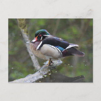 Wood Duck Postkarte