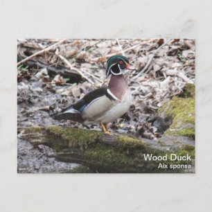 Wood Duck Postkarte