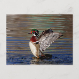 Wood Duck Postkarte