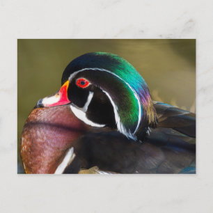 Wood Duck Postkarte