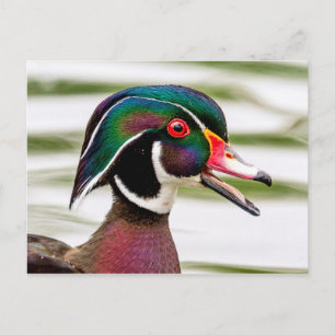 Wood Duck Postkarte