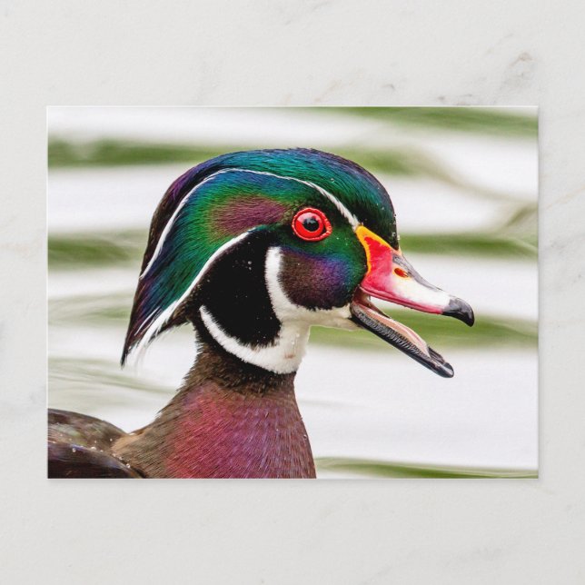 Wood Duck Postkarte (Vorderseite)