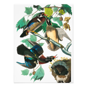Wood Duck von John James Audubon Fotodruck