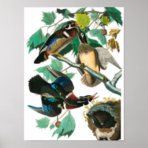 Wood Duck von John James Audubon Poster