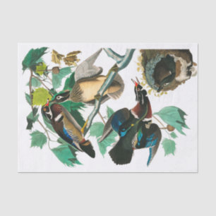 Wood Duck von John James Audubon Seidenpapier